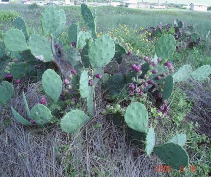 Opuntia bentonii cactus met platte bladeren en gele bloemen.
