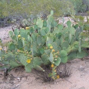 Opuntia lindheimeri cactus met heldergele bloemen in bloei.
