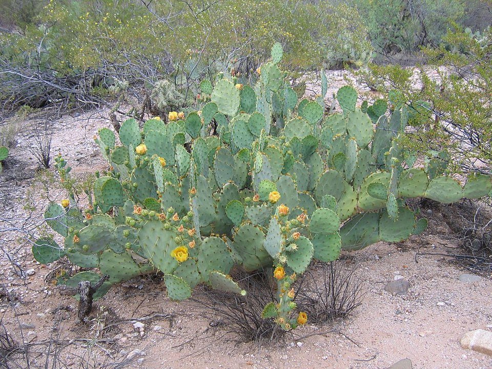 Opuntia lindheimeri cactus met heldergele bloemen in bloei.