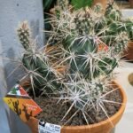 Bloeiende Opuntia invicta cactus met gele bloemen en platte groene bladsegmenten.