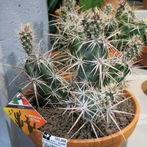 Bloeiende Opuntia invicta cactus met gele bloemen en platte groene bladsegmenten.