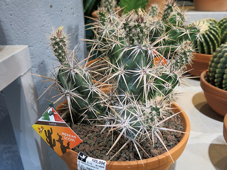 Bloeiende Opuntia invicta cactus met gele bloemen en platte groene bladsegmenten.