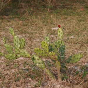 Opuntia anacantha cactus met platte bladeren en gele bloemen van Mato Grosso do Sul, Brazilië.