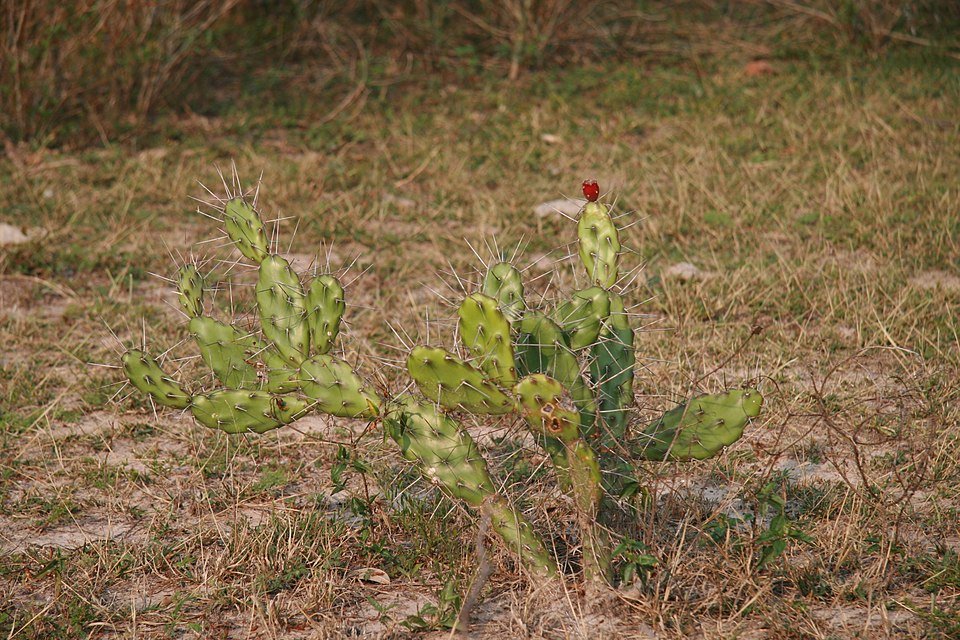 Opuntia anacantha cactus met platte bladeren en gele bloemen van Mato Grosso do Sul, Brazilië.