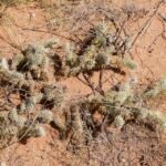 Opuntia arenaria cactus met platte ovale groene bladeren en gele bloemen.