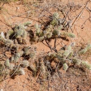 Opuntia arenaria cactus met platte ovale groene bladeren en gele bloemen.