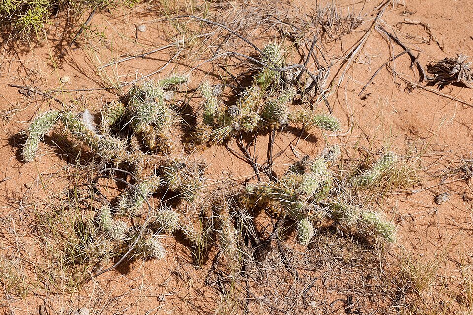 Opuntia arenaria cactus met platte ovale groene bladeren en gele bloemen.