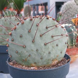 Opuntia azurea cactusplant in een tuincentrum.