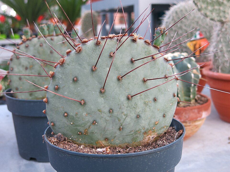 Opuntia azurea cactusplant in een tuincentrum.