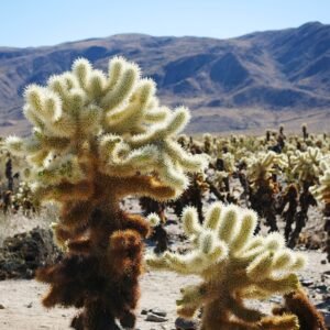 Groene opuntia bigelovii cactus met stekelige doornen in een woestijnlandschap.