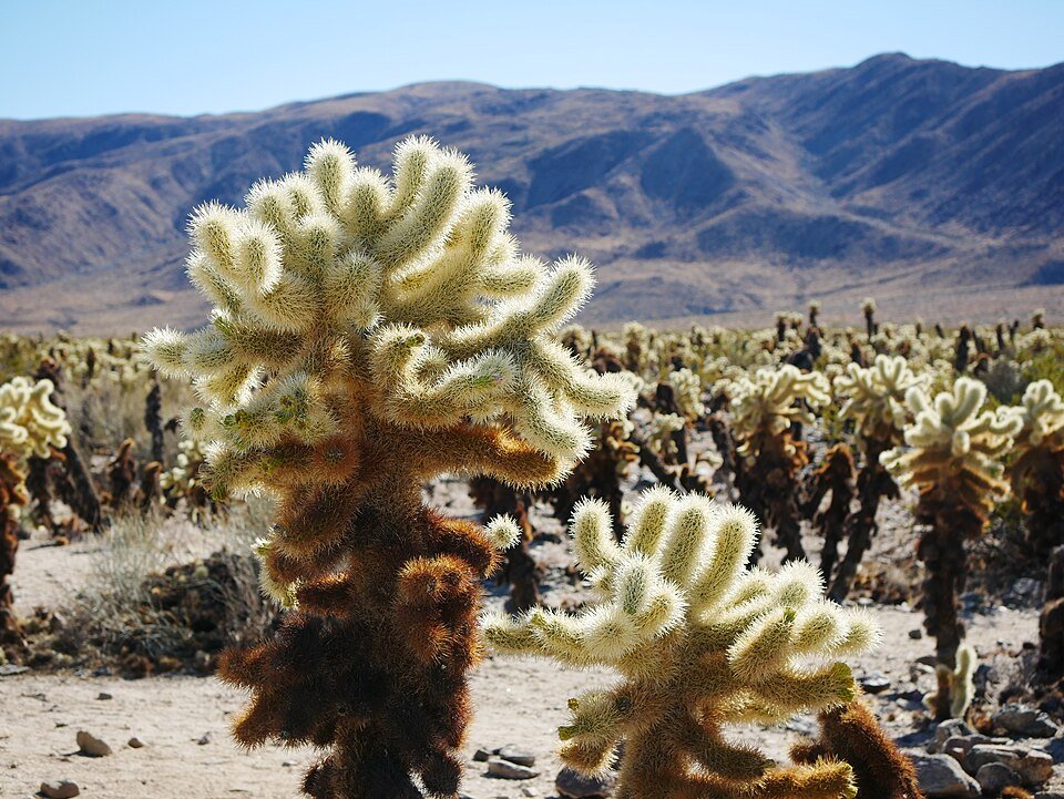 Groene opuntia bigelovii cactus met stekelige doornen in een woestijnlandschap.