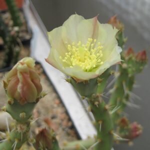 Opuntia chaffeyi cactus met platte, paddle-vormige groene stelen bedekt met scherpe stekels.