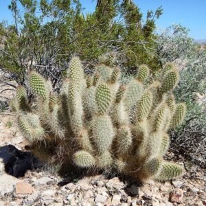 Opuntia diploursina cactus in natuurlijke omgeving bij Lake Mead.