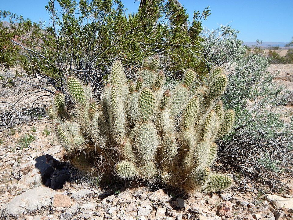 Opuntia diploursina cactus in natuurlijke omgeving bij Lake Mead.