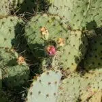 Opuntia ficus-indica cactus met groene pads en gele bloemen in Spanje.