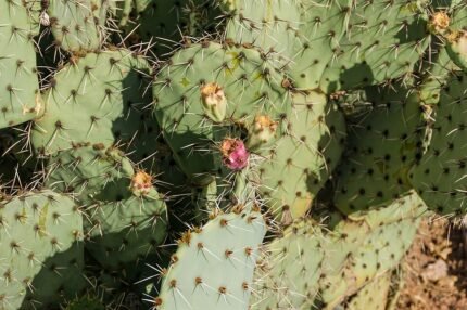 Opuntia ficus-indica cactus met groene pads en gele bloemen in Spanje.