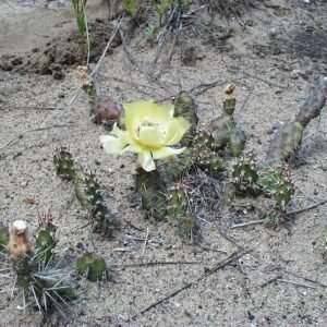 Opuntia fragilis cactus met ovale, platte bladeren en gele bloemen.