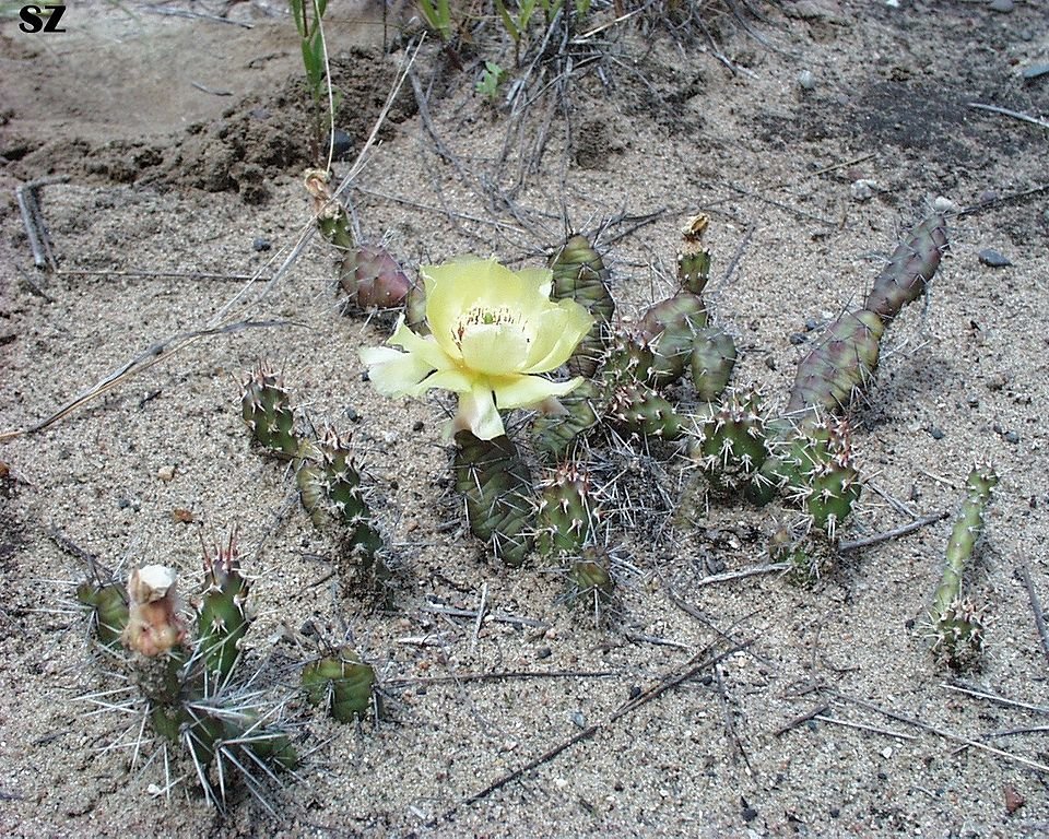 Opuntia fragilis cactus met ovale, platte bladeren en gele bloemen.