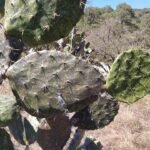 Opuntia fuliginosa cactus met donkerpaarse pads en heldergele stekels in natuurlijk zonlicht.