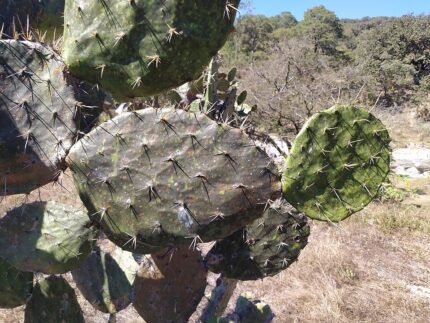 Opuntia fuliginosa cactus met donkerpaarse pads en heldergele stekels in natuurlijk zonlicht.
