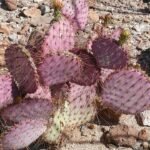 Opuntia gosseliniana cactus met platte groene bladeren en gele bloemen.
