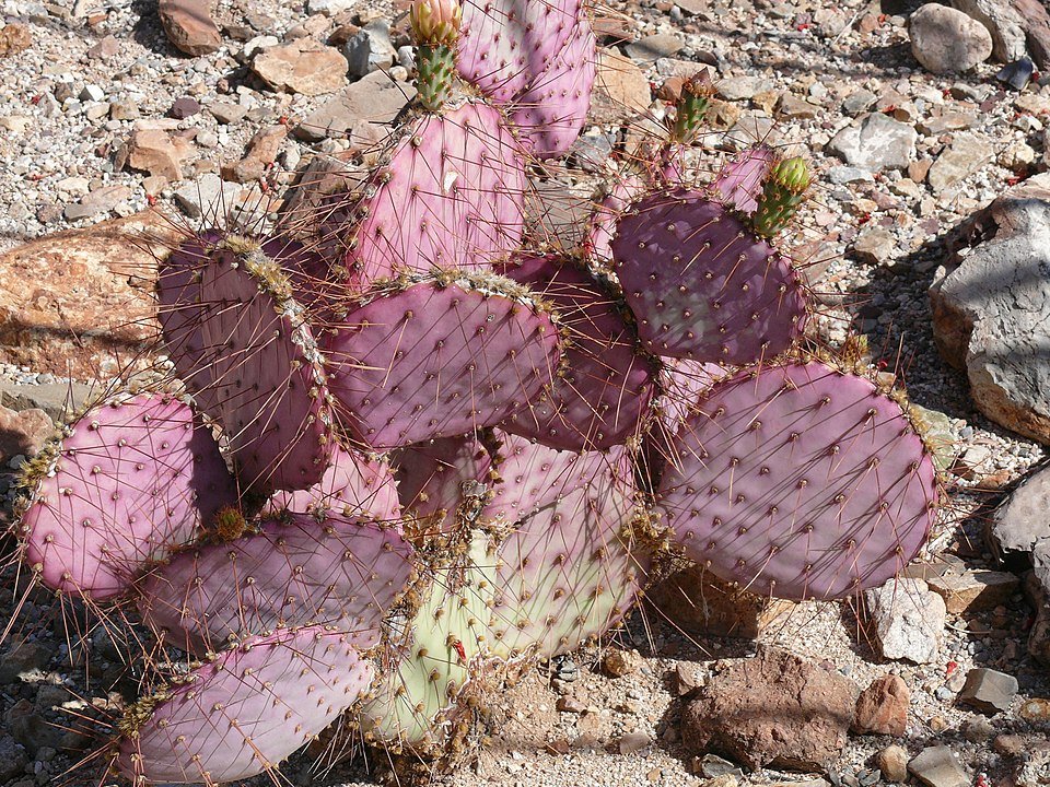 Opuntia gosseliniana cactus met platte groene bladeren en gele bloemen.