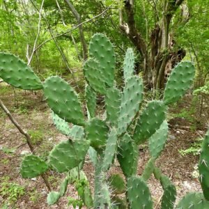 Opuntia guatemalensis cactus met platte pads en stekels tegen een heldere achtergrond.