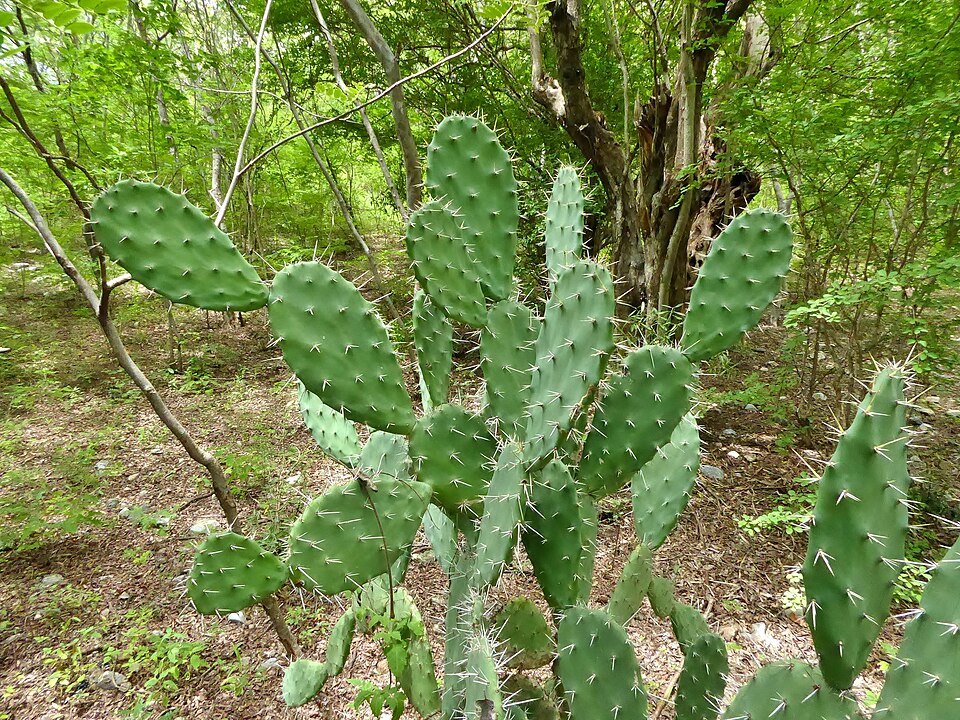 Opuntia guatemalensis cactus met platte pads en stekels tegen een heldere achtergrond.