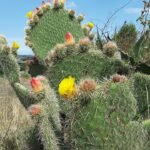 Opuntia huajuapensis cactus met platte, ovale groene en rode pads in een sappige tuin.