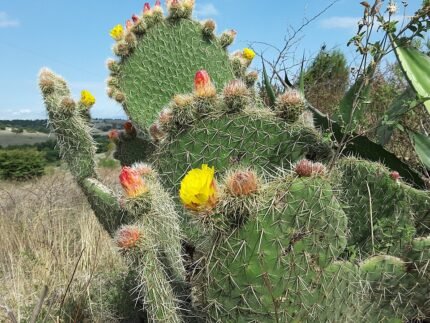 Opuntia huajuapensis cactus met platte, ovale groene en rode pads in een sappige tuin.