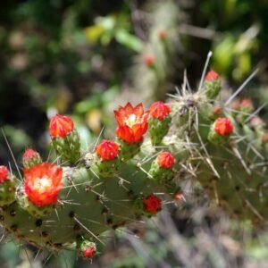 Tacinga inamoena cactus met platte, ovale bladeren en gele bloemen.