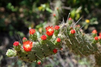 Tacinga inamoena cactus met platte, ovale bladeren en gele bloemen.
