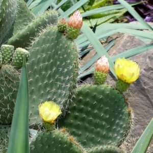 Opuntia leucotricha cactus met witte haren in Kunming Botanical Garden.