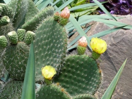 Opuntia leucotricha cactus met witte haren in Kunming Botanical Garden.