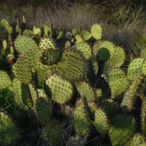 Opuntia littoralis cactus met platte groene bladeren en gele bloemen.