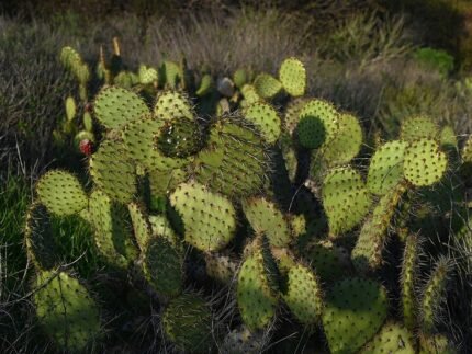 Opuntia littoralis cactus met platte groene bladeren en gele bloemen.