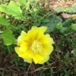 Opuntia nemoralis cactus met levendige groene pads en stekelige doornen tegen een zanderige woestijn achtergrond.