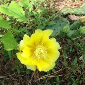 Opuntia nemoralis cactus met levendige groene pads en stekelige doornen tegen een zanderige woestijn achtergrond.
