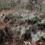 Opuntia trichophora cactus met platte schijven en lange stekels.