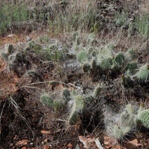 Opuntia trichophora cactus met platte schijven en lange stekels.
