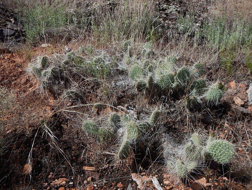 Opuntia trichophora cactus met platte schijven en lange stekels.