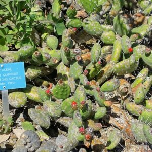 Opuntia quitensis cactus met platte groene bladeren en gele bloemen.