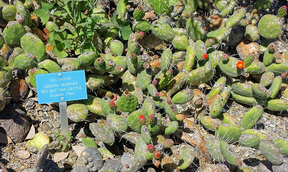 Opuntia quitensis cactus met platte groene bladeren en gele bloemen.
