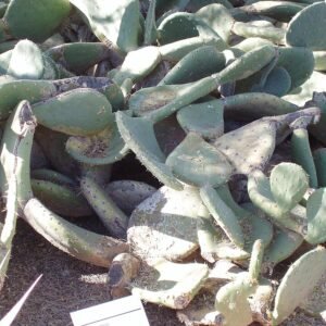 Opuntia rastrera cactus met platte groene pads en stekelige doornen in een woestijnomgeving.