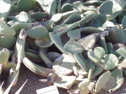 Opuntia rastrera cactus met platte groene pads en stekelige doornen in een woestijnomgeving.