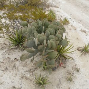 Opuntia rufida cactus met langwerpige groene pads en rode stekels.