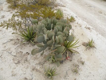Opuntia rufida cactus met langwerpige groene pads en rode stekels.