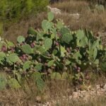 Opuntia stricta cactus met gele bloemen en groene pads in natuurlijke omgeving.
