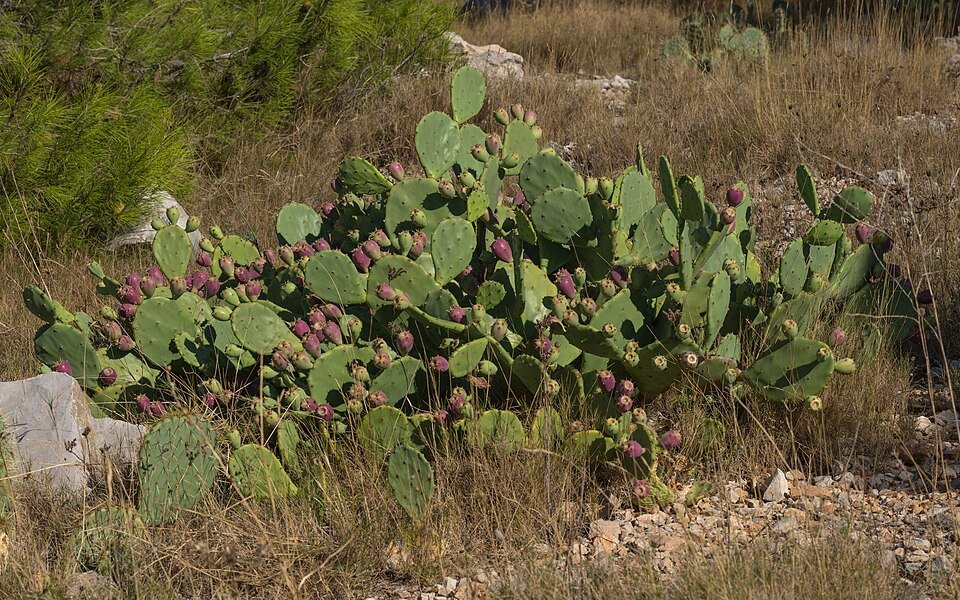 Opuntia stricta cactus met gele bloemen en groene pads in natuurlijke omgeving.