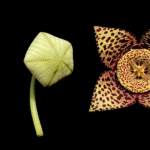 Orbea variegata bloem in verschillende stadia van evolutie.